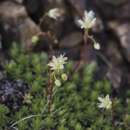 Imagem de Saxifraga bronchialis var. rebunshirensis (Engl. & Irmsch.) Hara