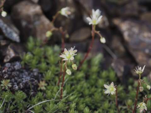 Imagem de Saxifraga bronchialis var. rebunshirensis (Engl. & Irmsch.) Hara