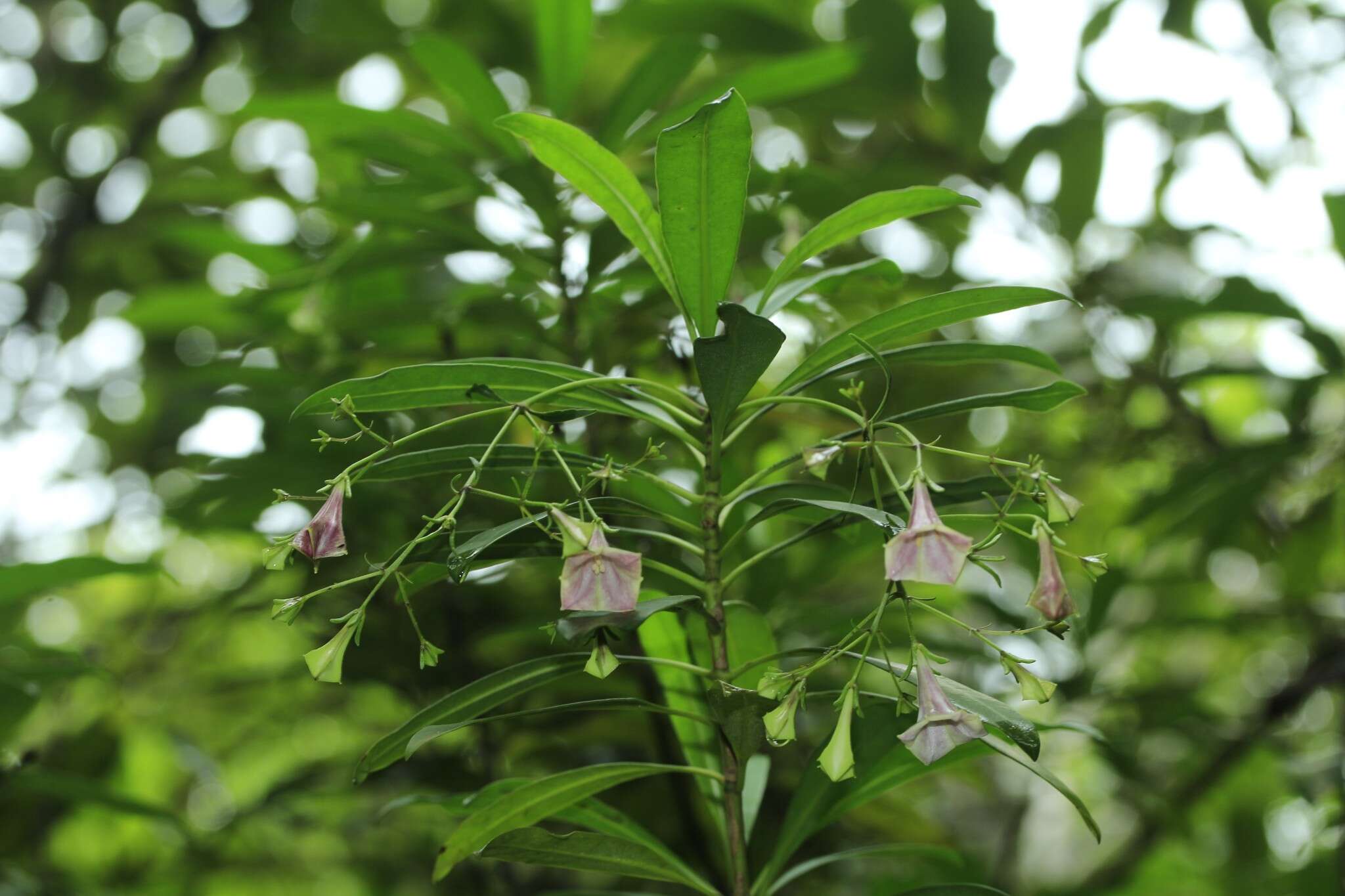 Image de Thiollierea parviflora (Schltr. & K. Krause) Barrabé & Mouly