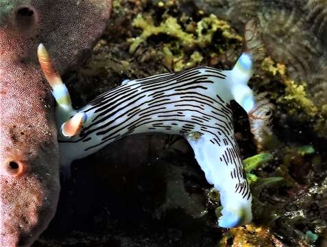 Image of Fine lined slug