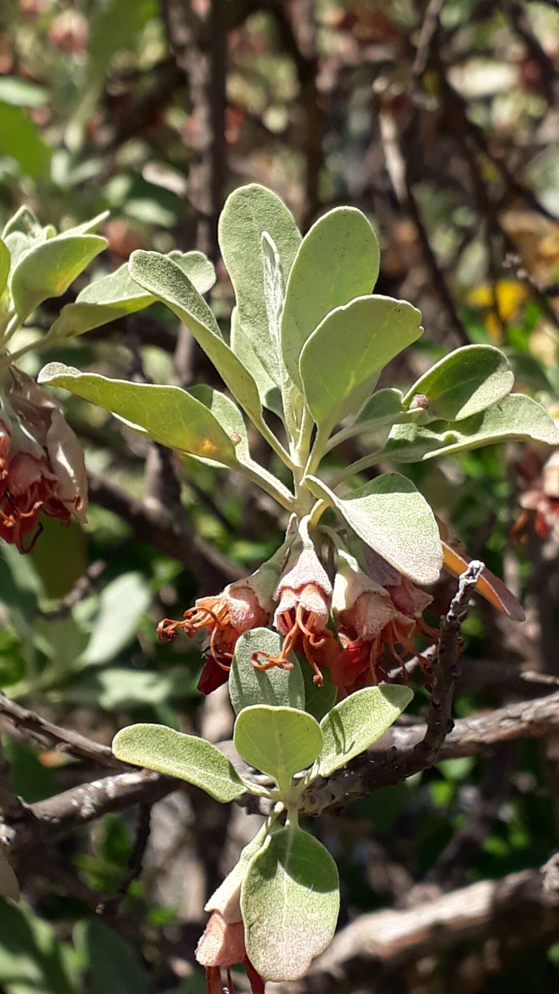 Image of Teucrium heterophyllum L'Hér.