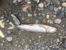 Image of Northern Pikeminnow