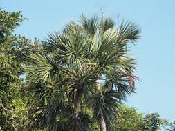 Image of Sabal yapa C. Wright ex Becc.