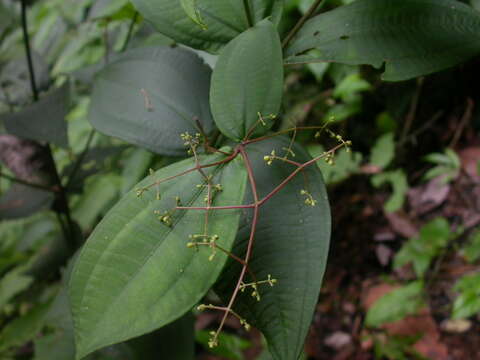 Image of Conostegia dissitiflora (Almeda) Kriebel