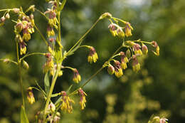 Image of Thalictrum simplex L.