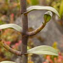 Image of Epidendrum mojandae Schltr.