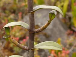 Image of Epidendrum mojandae Schltr.