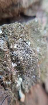 Image of catillaria lichen