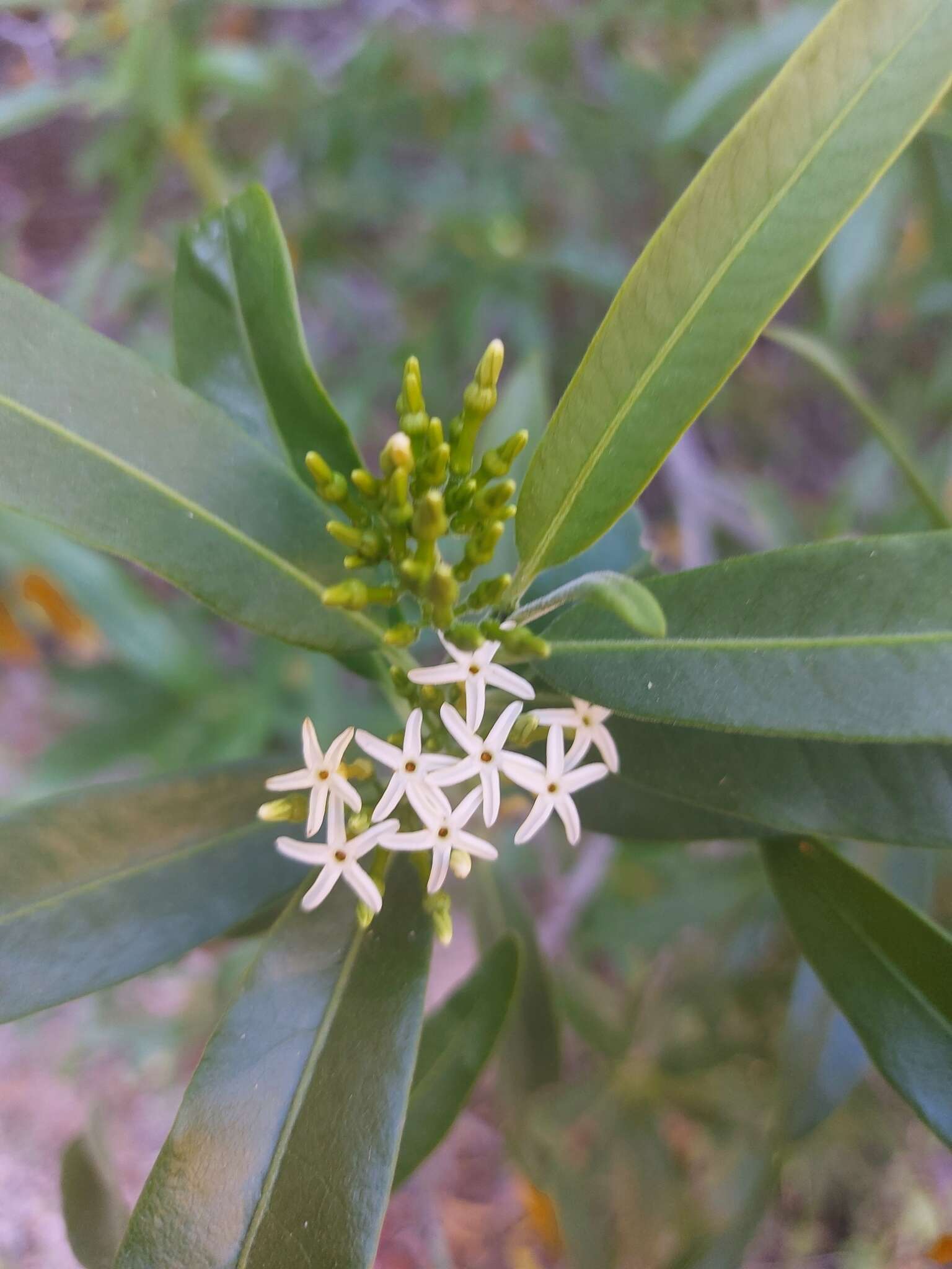 Image de Vallesia laciniata S. Brandeg.