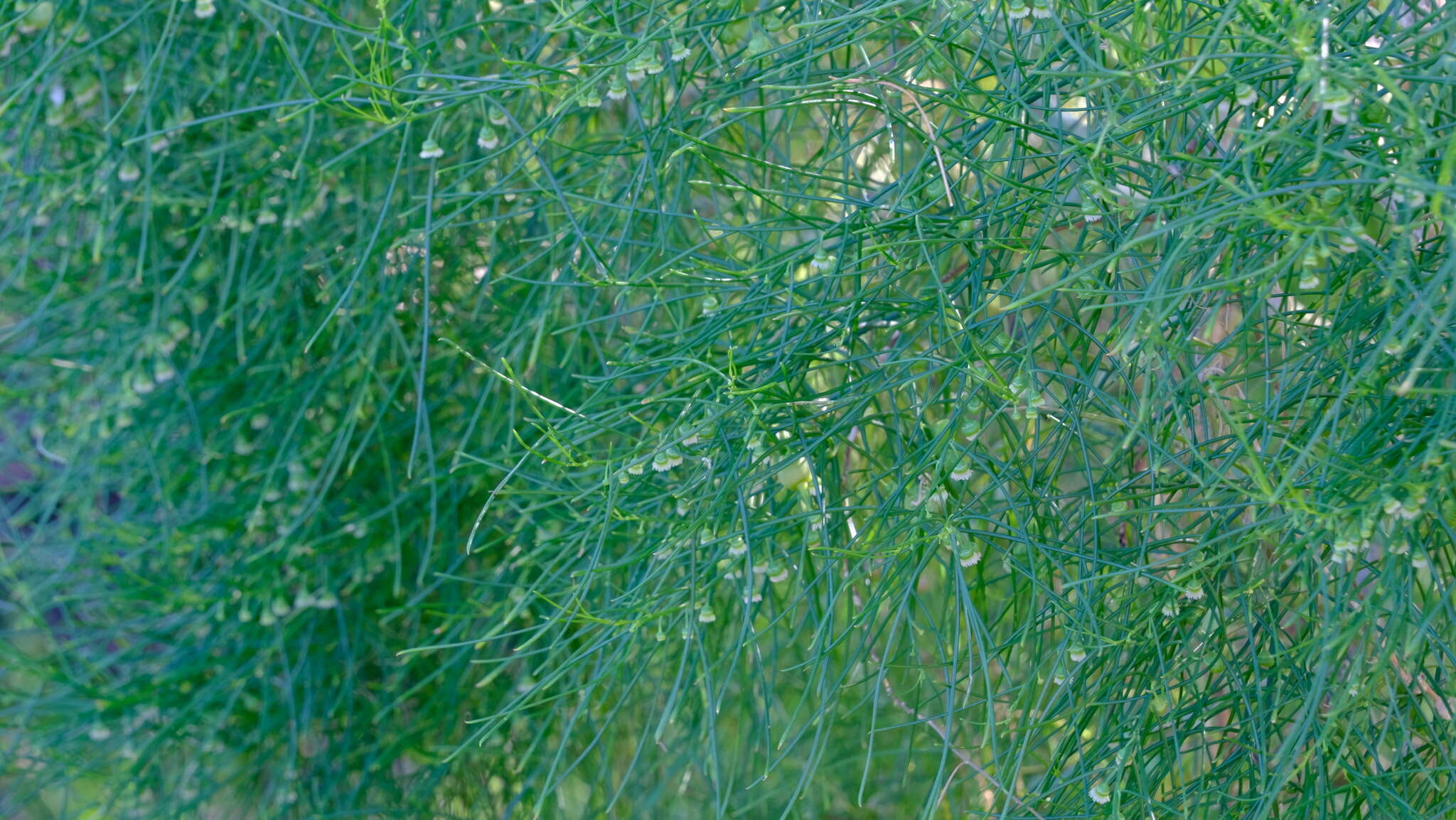 Image of Gyrostemon ramulosus Desf