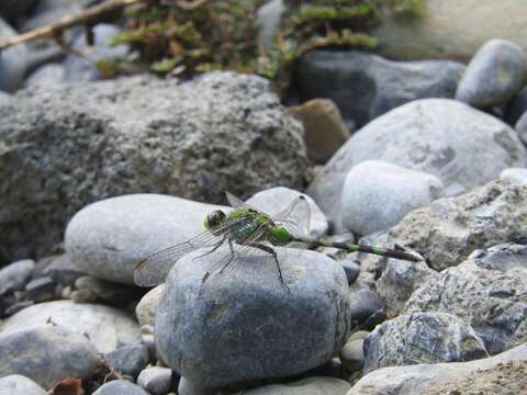 Image of Great Pondhawk