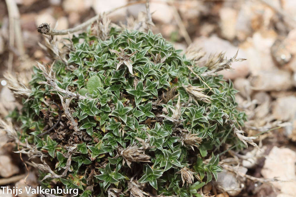 Image of Arenaria querioides Willk.