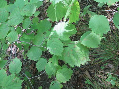 Image of Corylus sieboldiana Blume