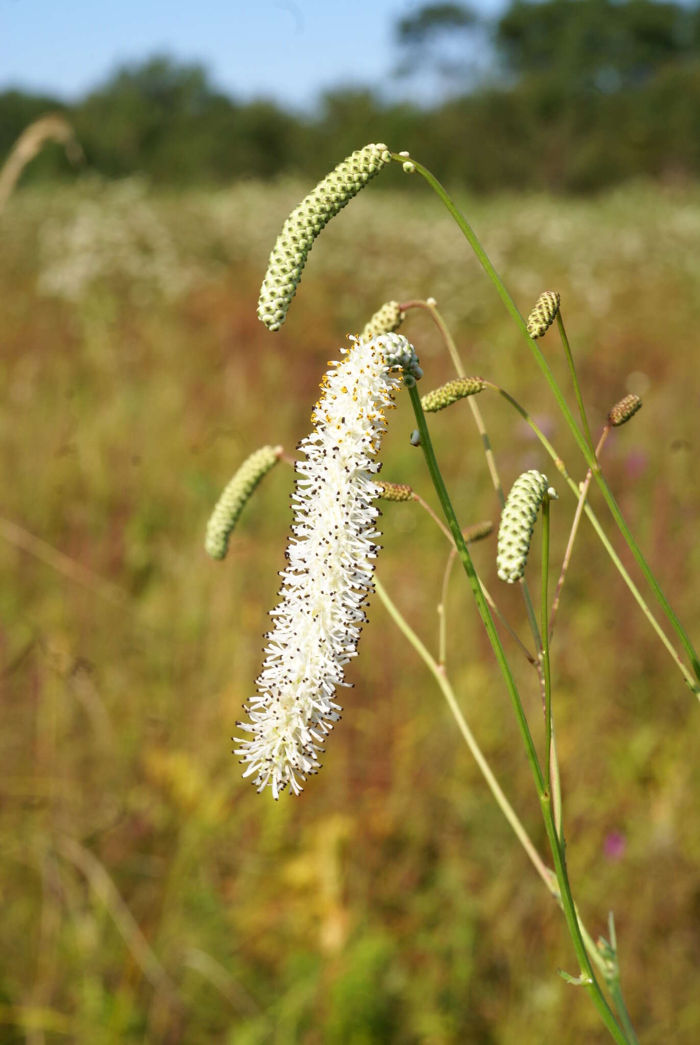 Image of Poterium tenuifolium var. alba (Trautv. & C. A. Mey.)