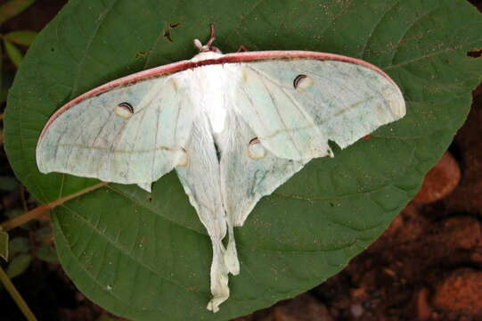 Image of Indian Luna Moth