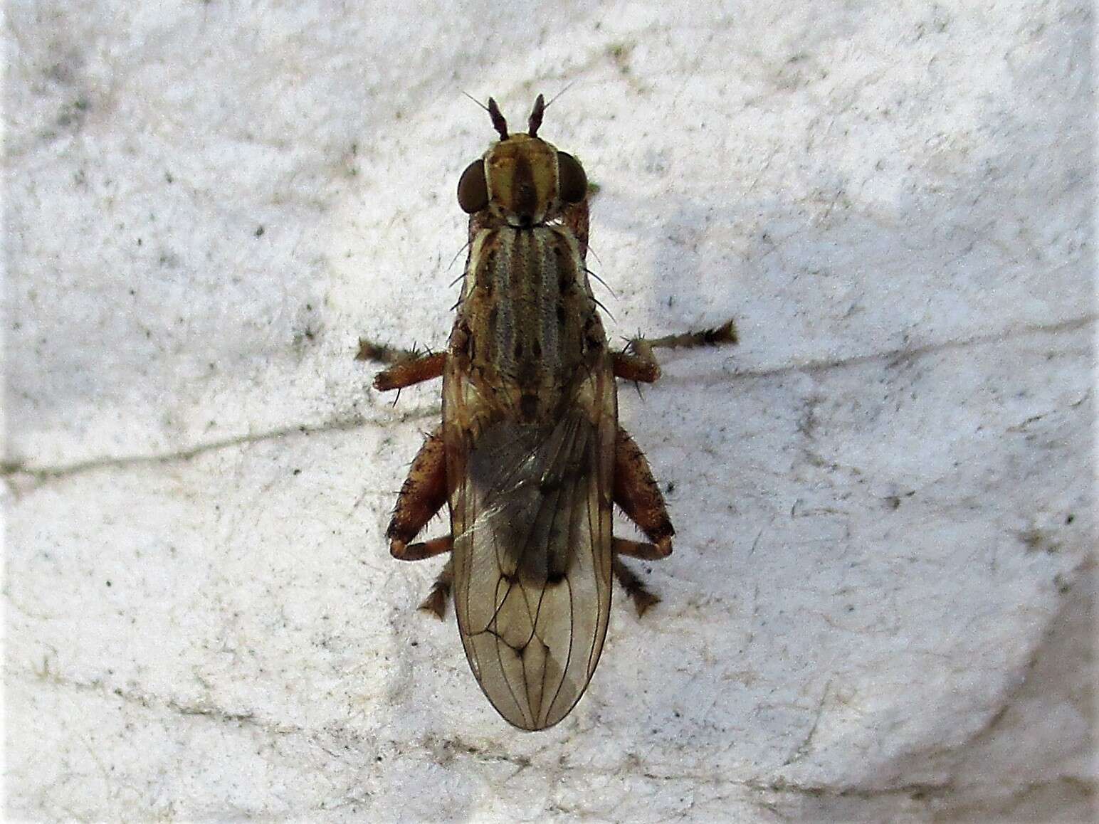 Salticella fasciata (Meigen 1830) resmi