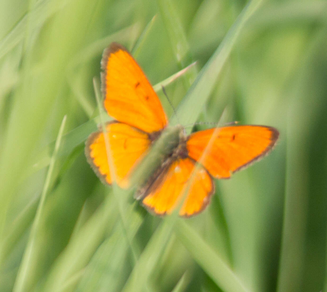 Image of Lycaena dispar rutilus (Werneburg 1864)