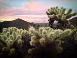 Image of teddybear cholla