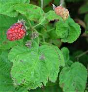 Слика од Rubus loganobaccus L. H. Bailey