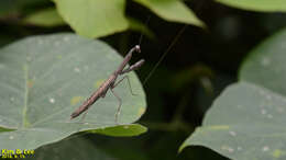 Image of Statilia maculata Thunberg 1784