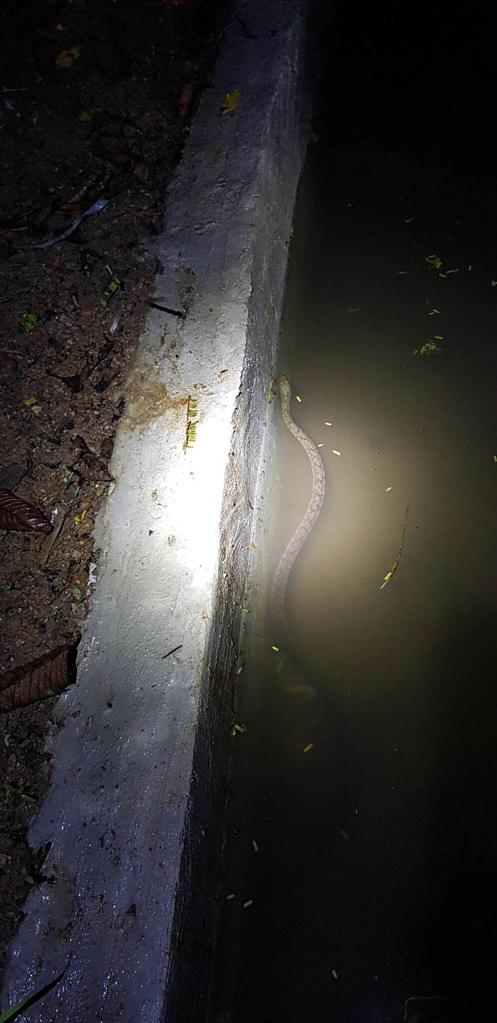 Image of Red-sided Keelback Water Snake