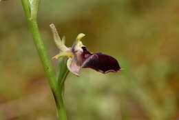 Image of Ophrys sphegodes subsp. helenae (Renz) Soó & D. M. Moore