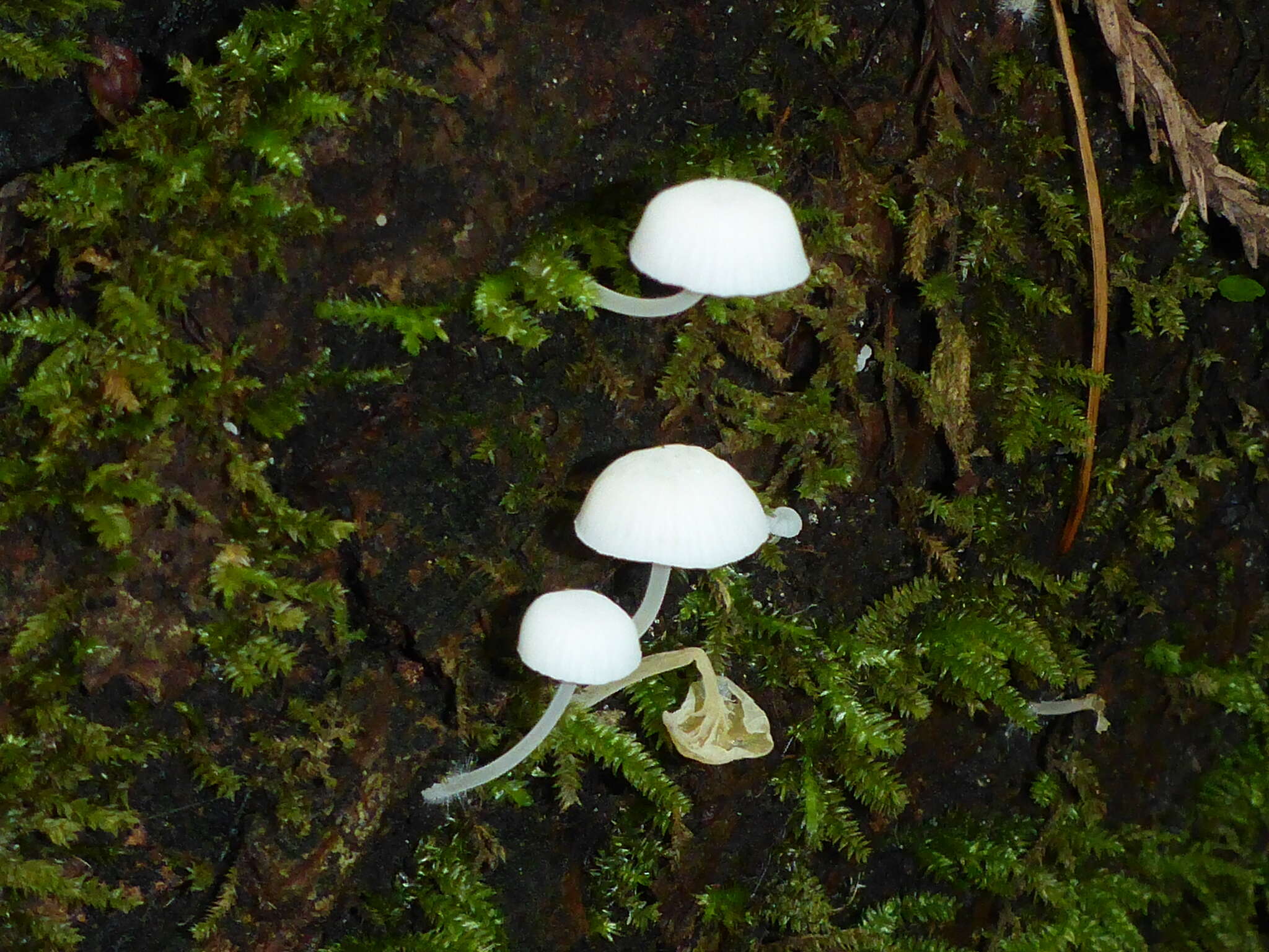 Plancia ëd Marasmiellus candidus (Fr.) Singer 1948