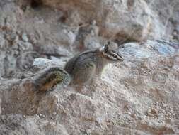 Image of Cliff Chipmunk