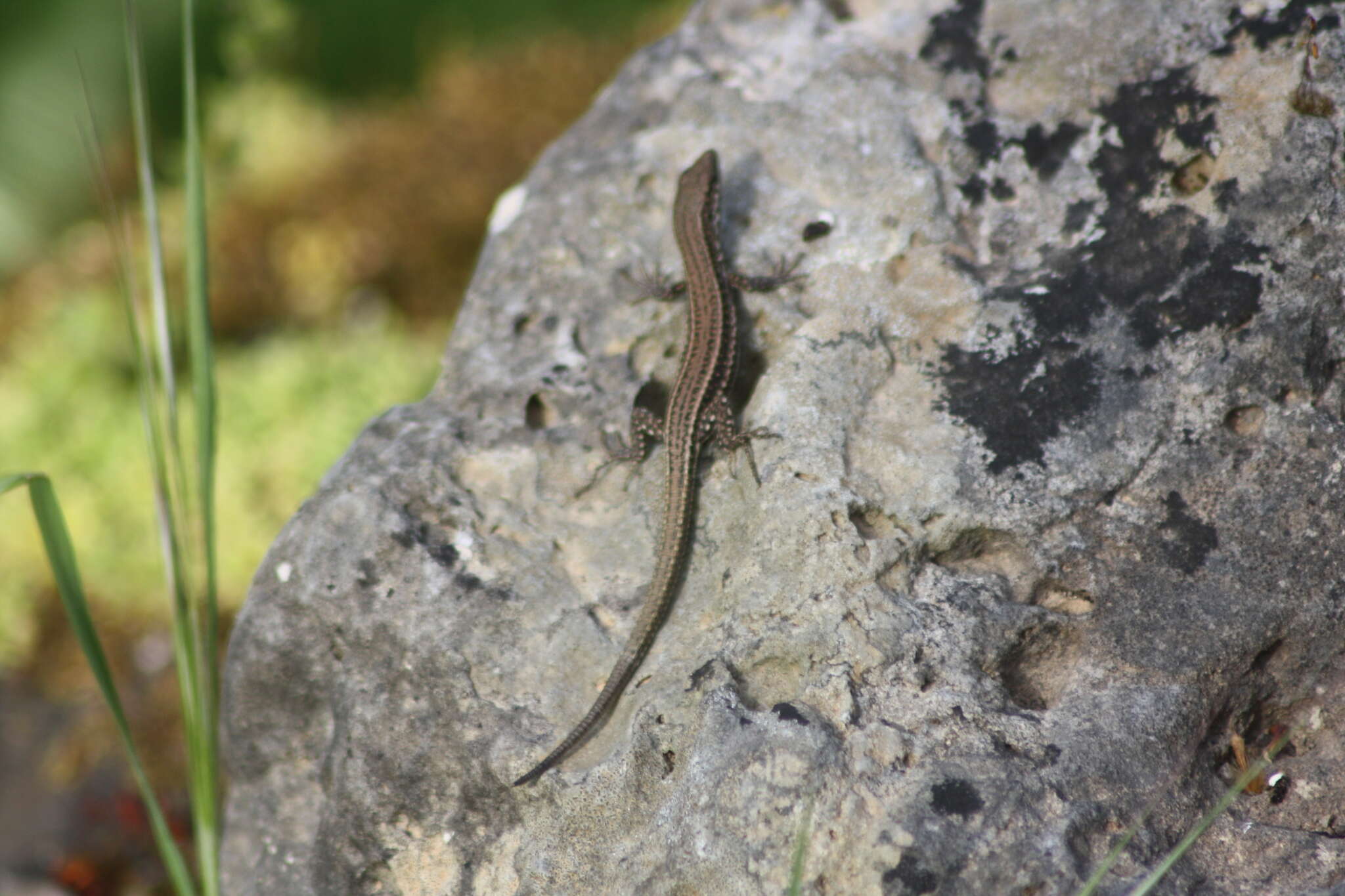 Image of Podarcis cretensis (Wettstein 1952)