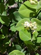 Image of western white honeysuckle