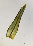 Image of <i>Lewinskya striata</i>