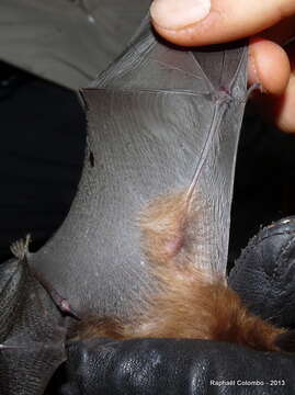 Image of Batess slit-faced bat