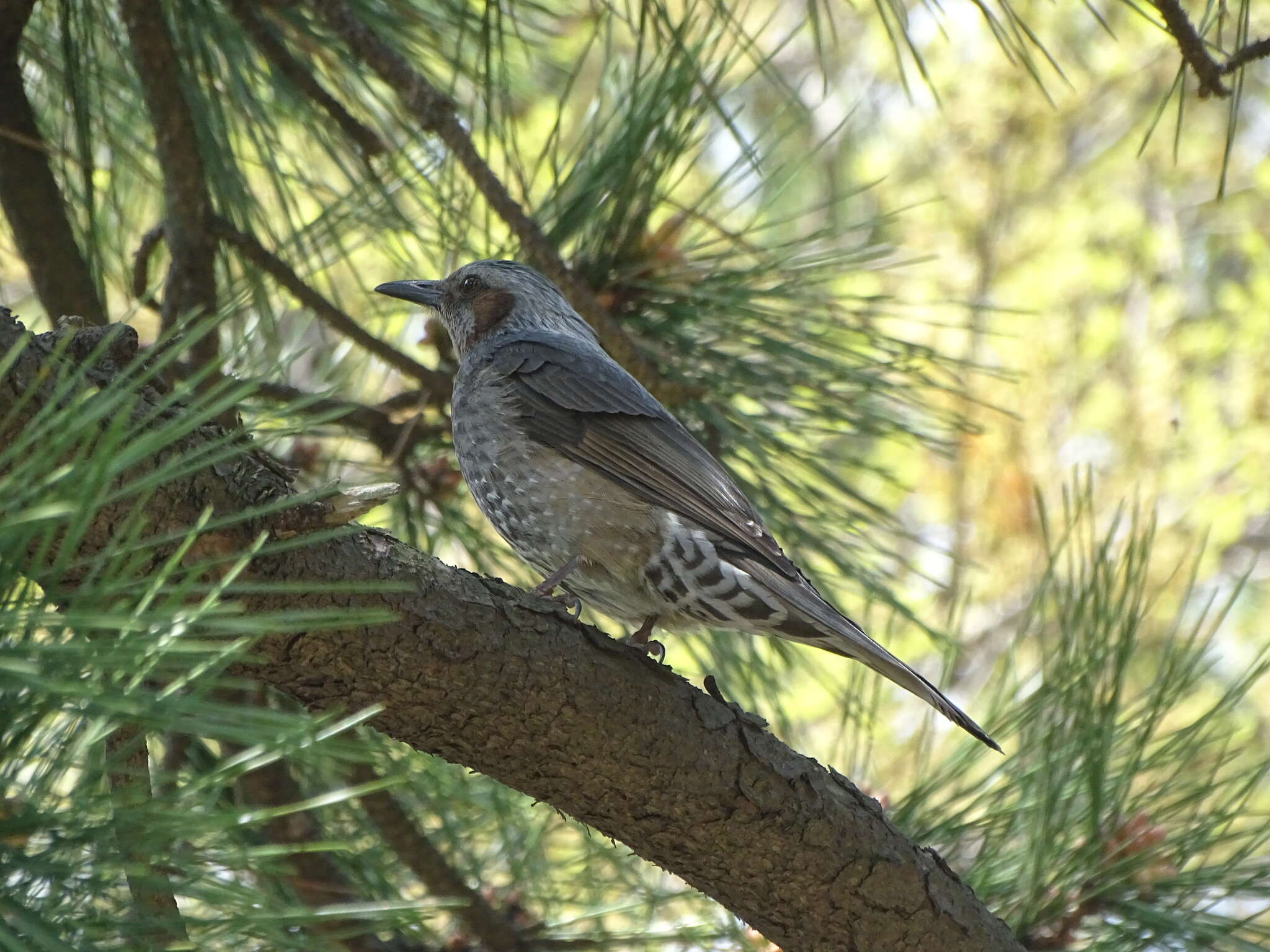 Image of Brown-eared Bulbul