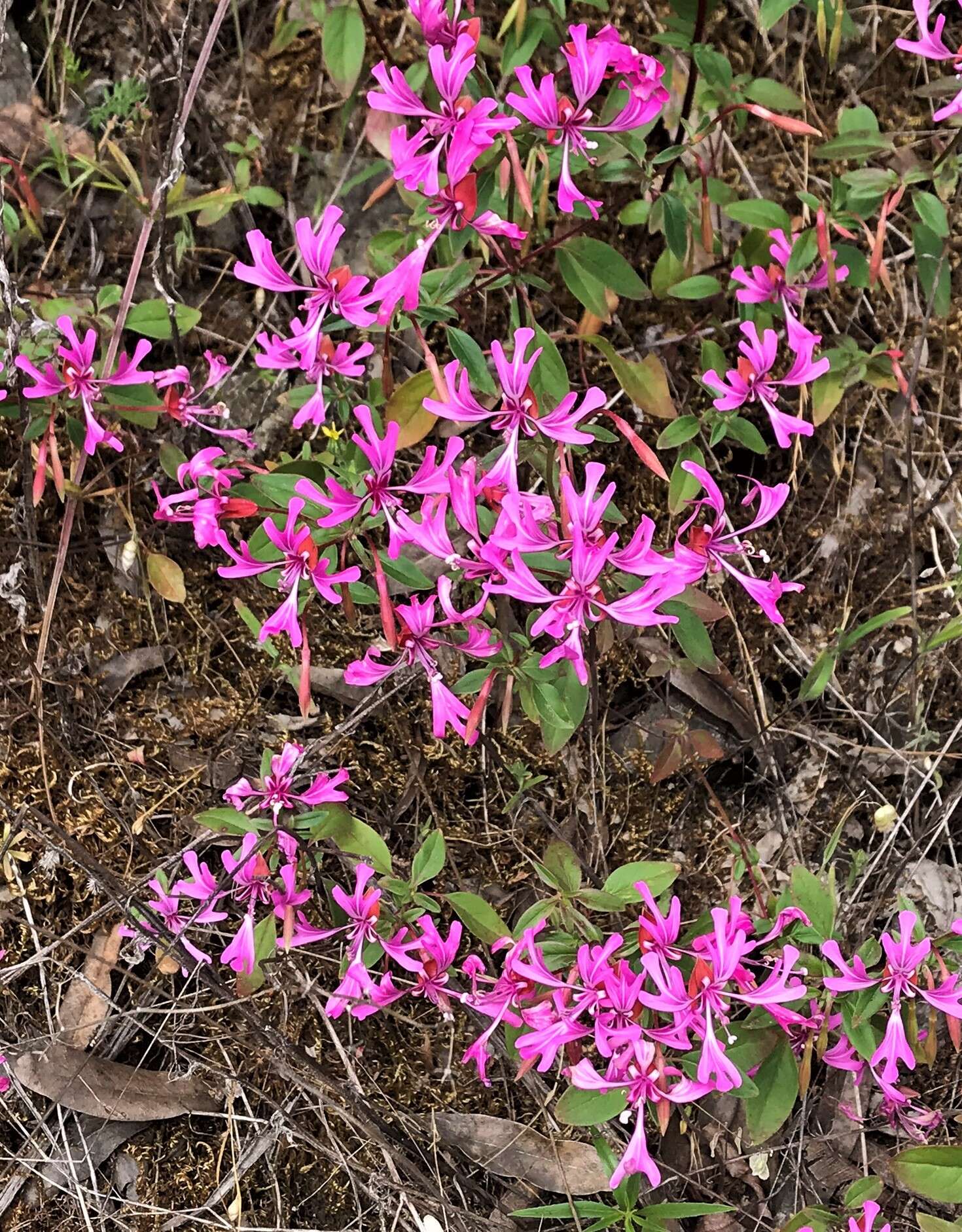 Plancia ëd Clarkia concinna subsp. concinna