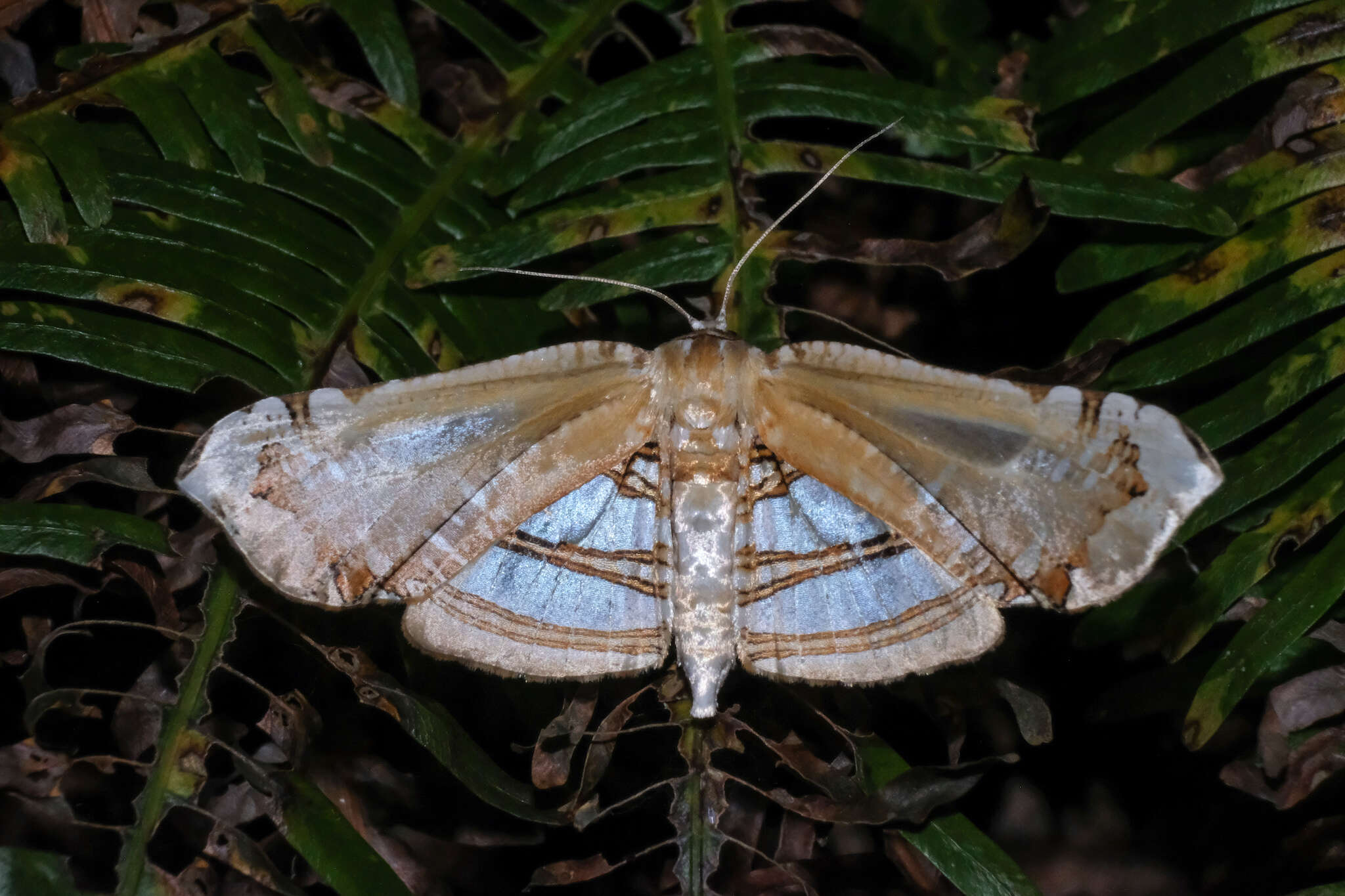 Image of Herdonia hainanensis Inoue 1993