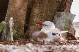 Image of tropicbirds