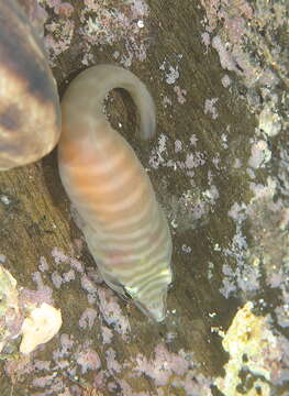 Image of Tasmanian clingfish