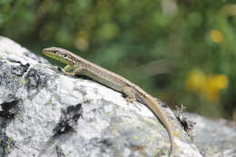 Sivun Iberolacerta monticola (Boulenger 1905) kuva