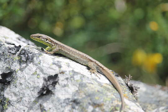 Image of Iberian rock lizard