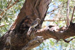 Image of Spotted Bowerbird