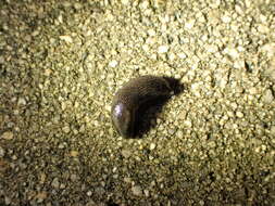 Image of Ferussac’s orange soled slug