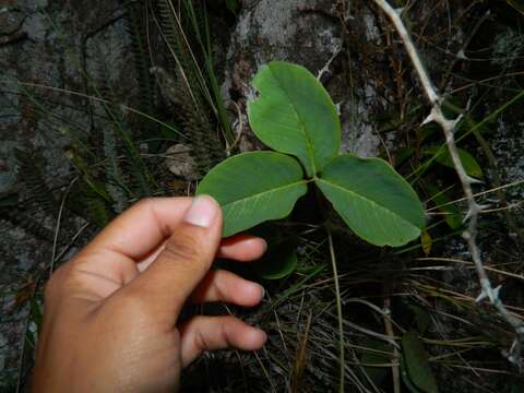 صورة <i>Galactia australis</i>