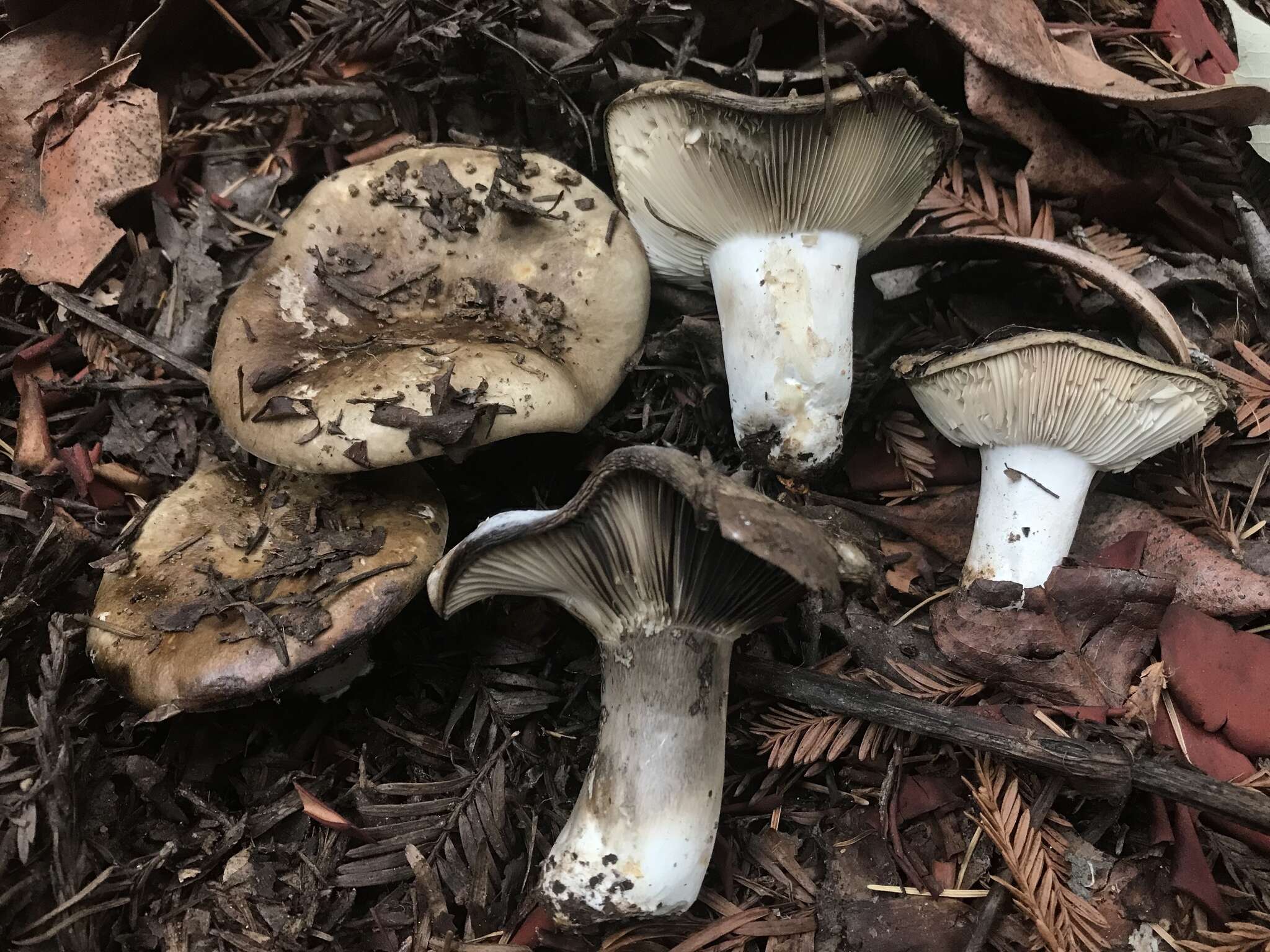 Image de Russula densifolia Secr. ex Gillet 1876