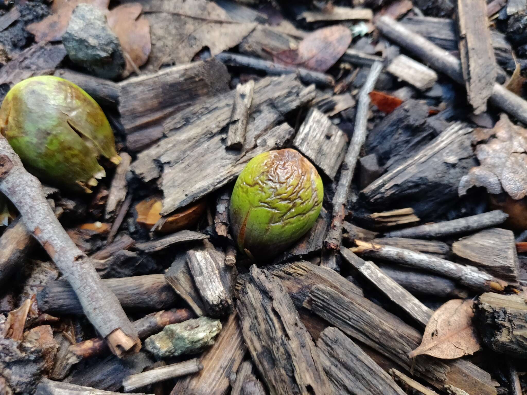 Image of California laurel