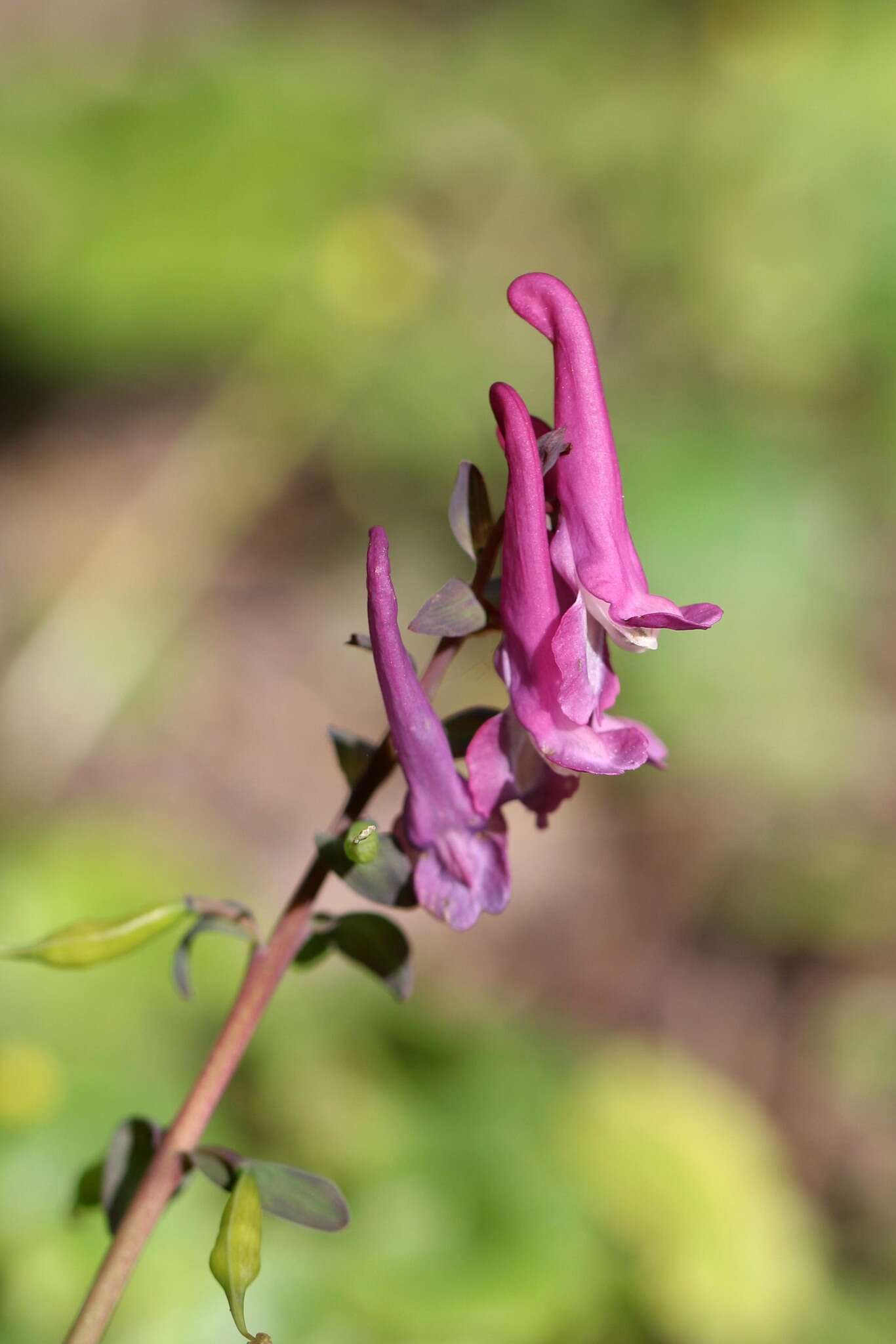 Слика од Corydalis cava (L.) Schweigger & Koerte