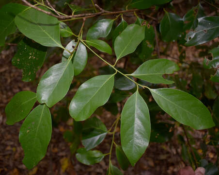 Image of Cryptocarya vulgaris B. P. M. Hyland