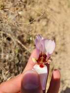 Calochortus simulans (Hoover) Munz resmi