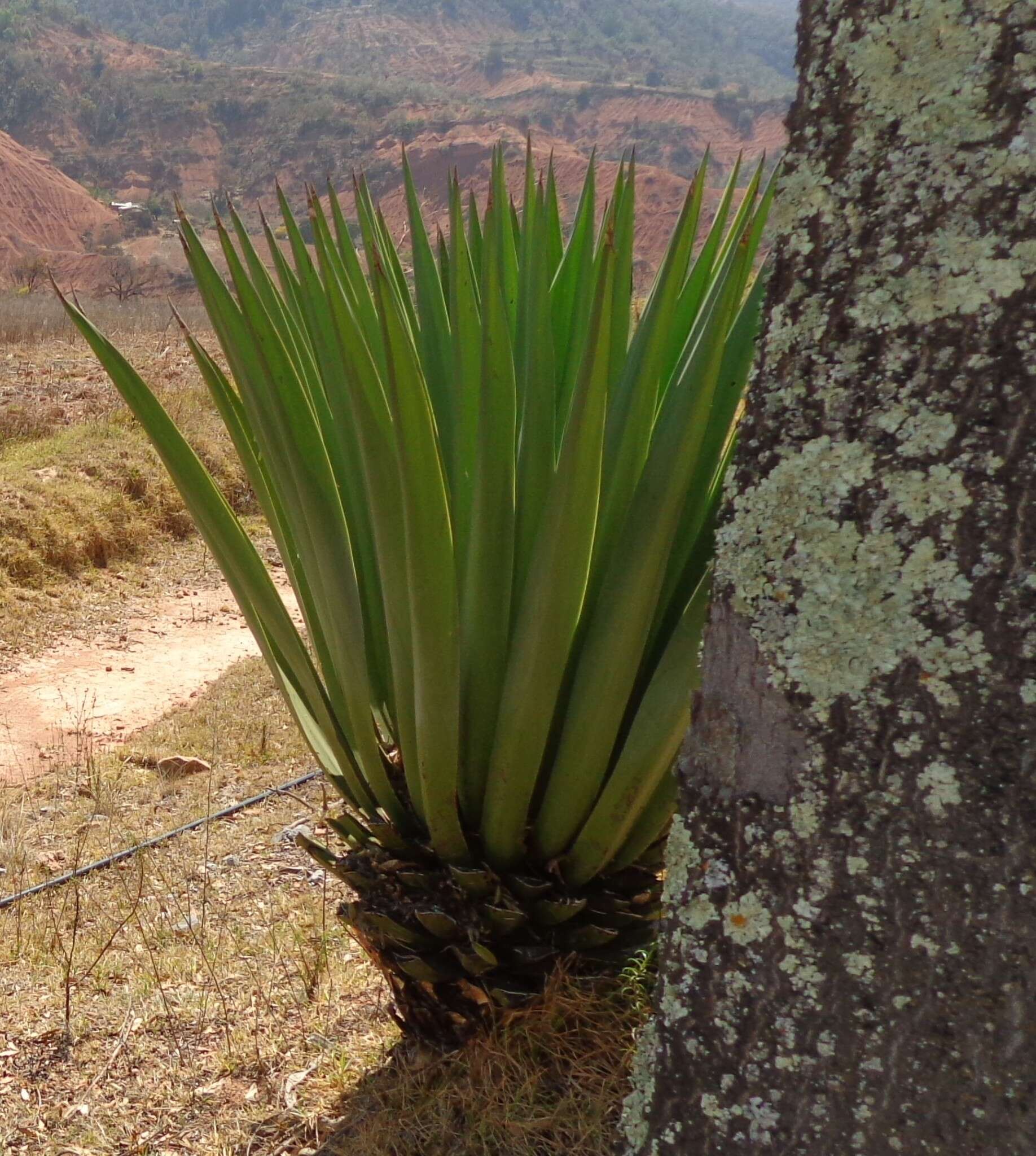 Image of Furcraea longaeva Karw. & Zucc.