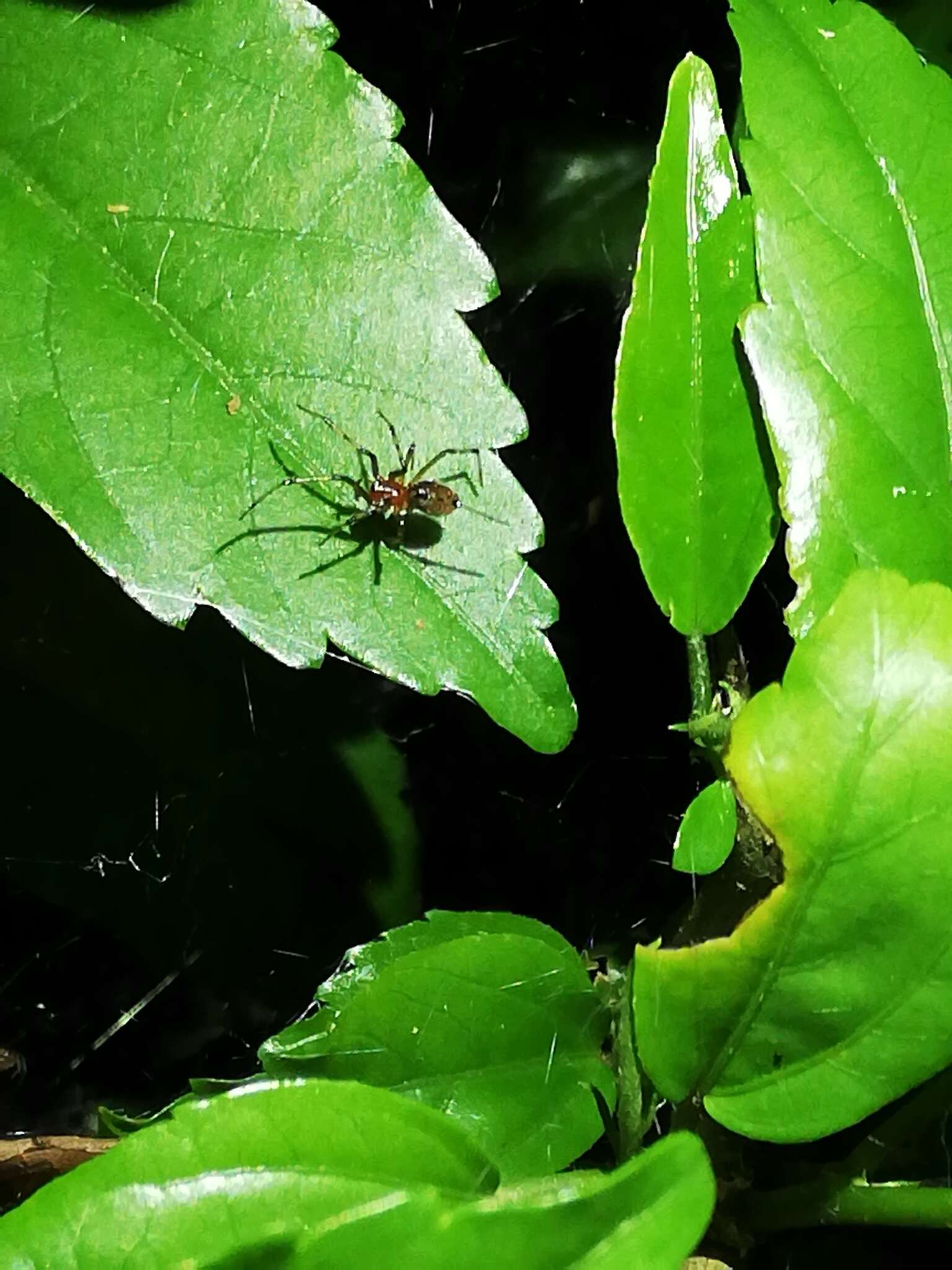 Image of South American social spider