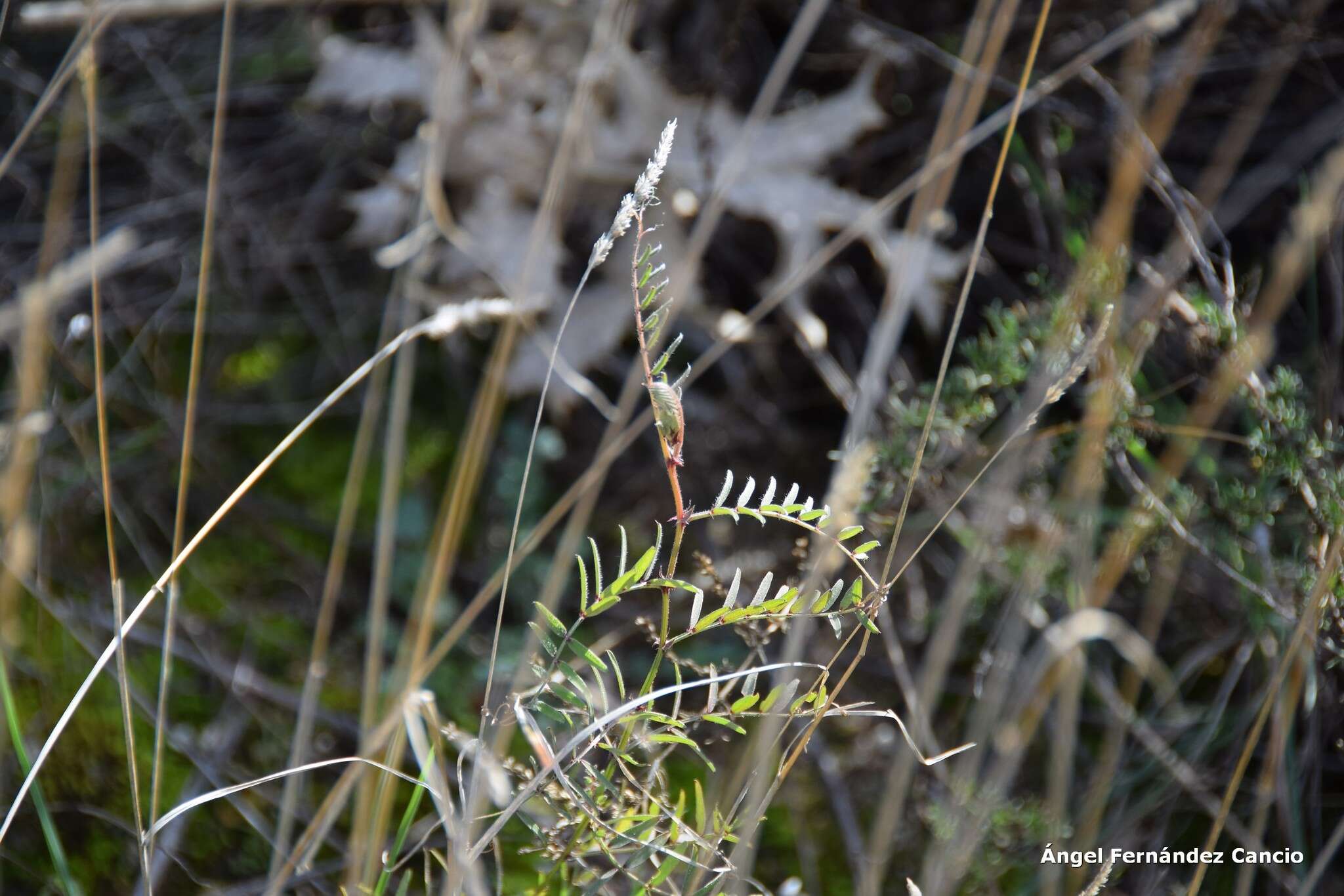 صورة Dactylis glomerata subsp. hispanica (Roth) Nyman